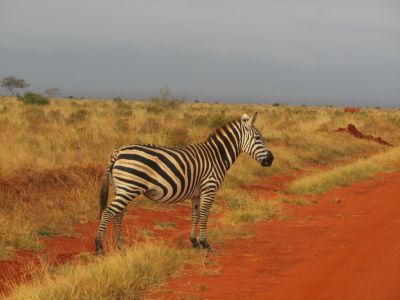 Kenia: 10-daagse KARIBU KENYA privé safari & strand