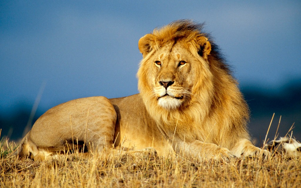 african_lion_king-wide
