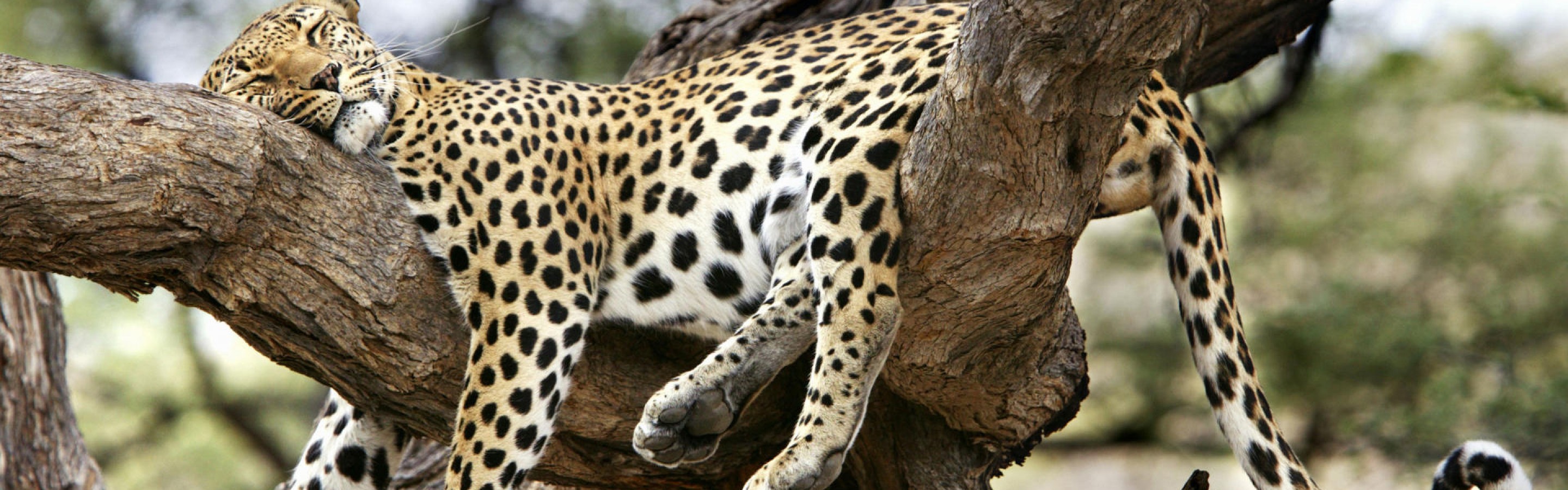 sleeping-leopard-animals-cats-cute-leopard-nature-sleeping-trees-900x2880